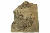 Fossil Fish (Gosiutichthys) Mortality Plate - Wyoming #212121-2